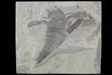 Eurypterus (Sea Scorpion) Fossil - New York #86882-1
